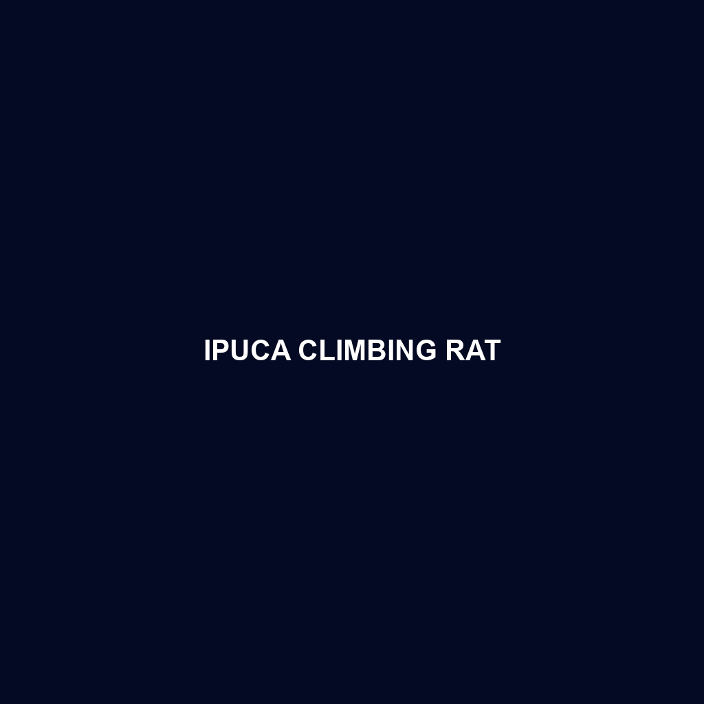 Ipuca Climbing Rat