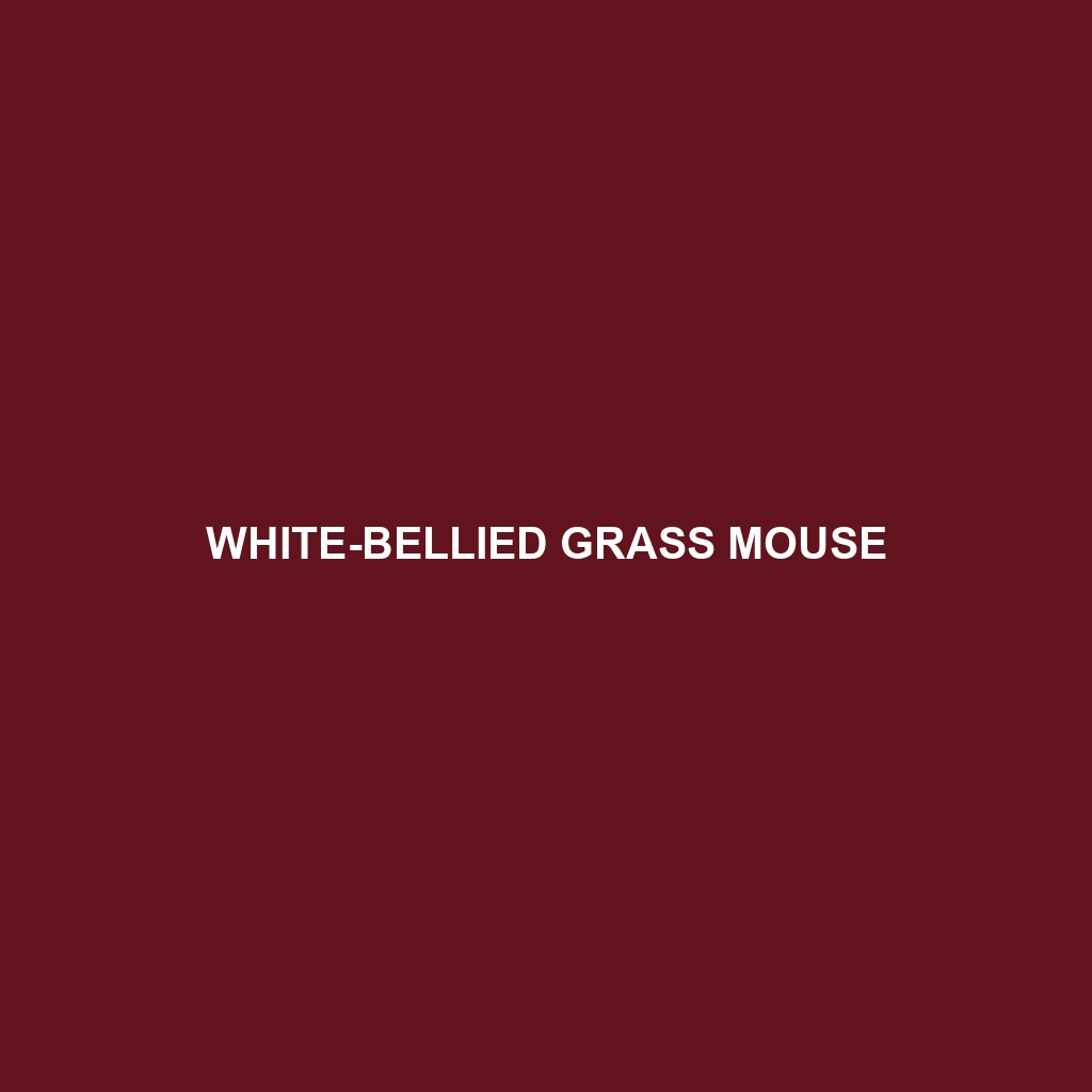 White-bellied Grass Mouse