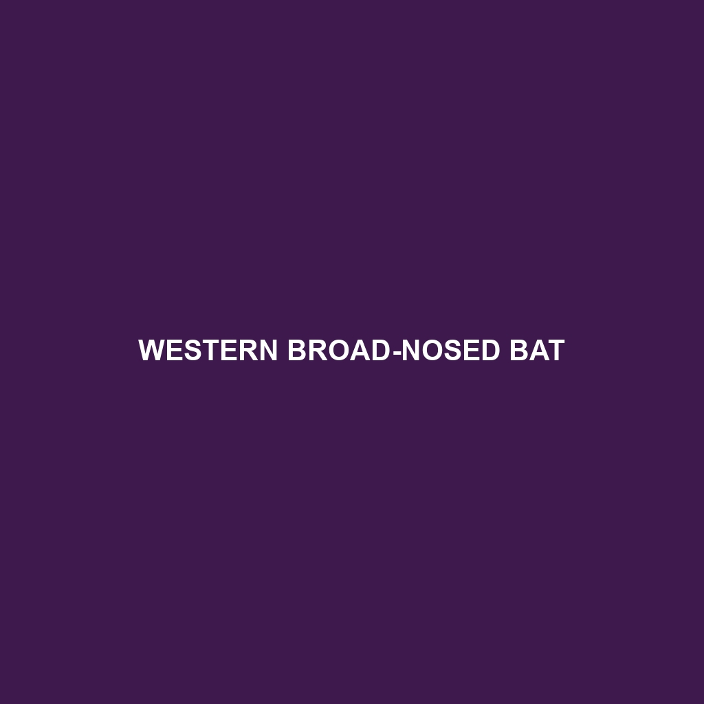 Western Broad-nosed Bat