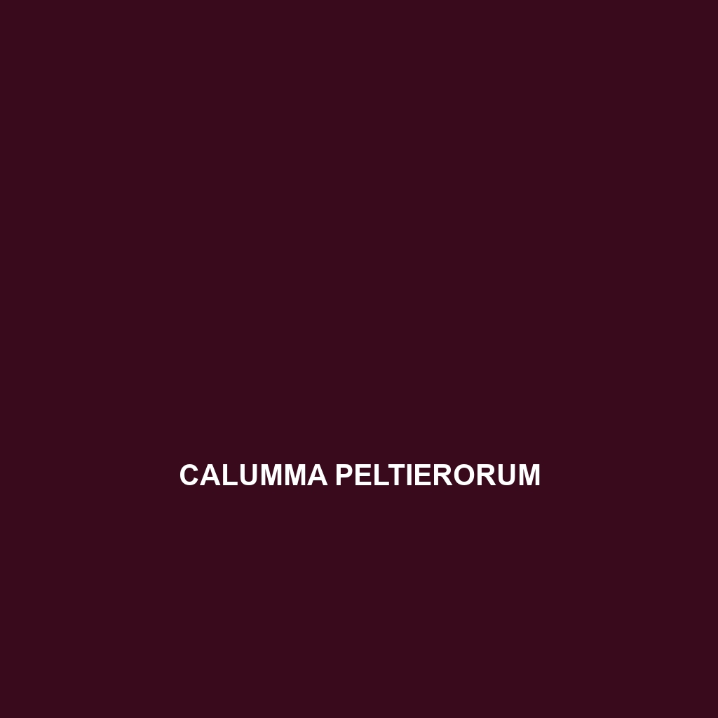 Calumma peltierorum