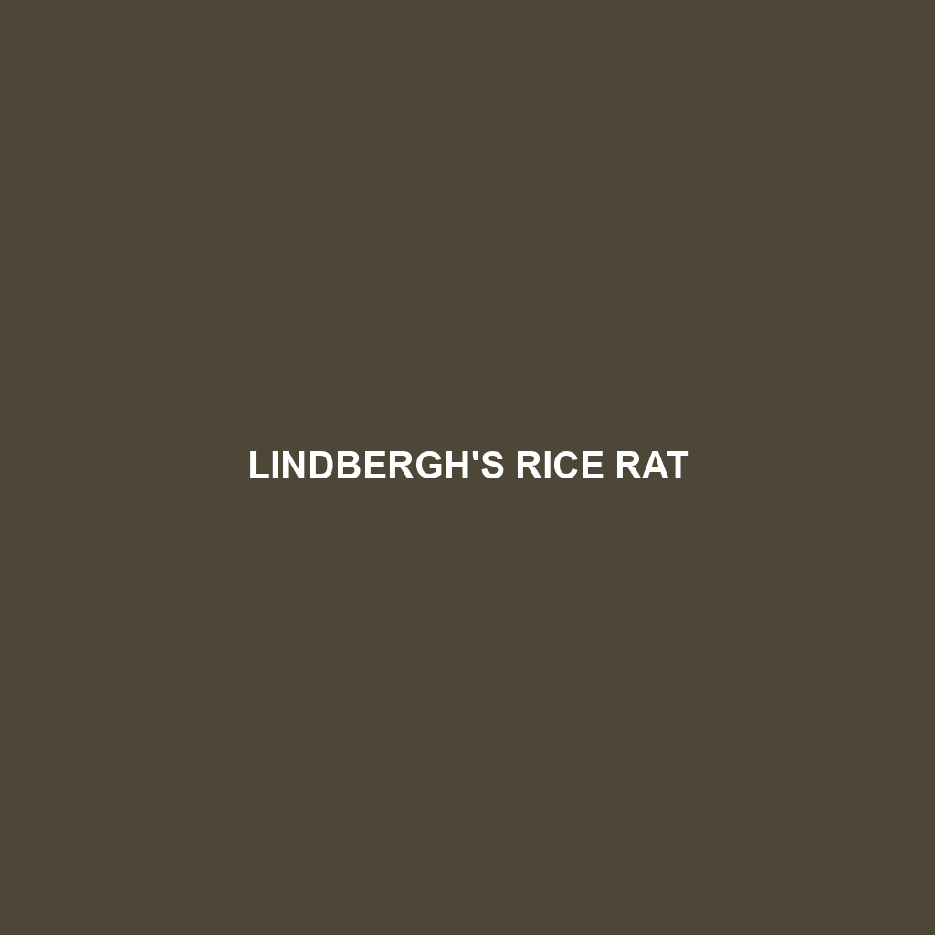 Lindbergh's Rice Rat