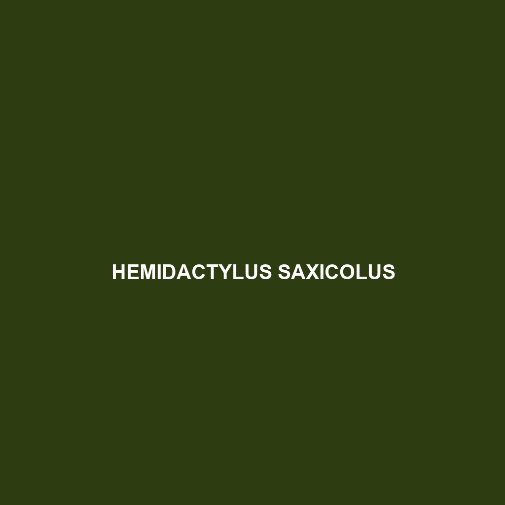 Hemidactylus saxicolus