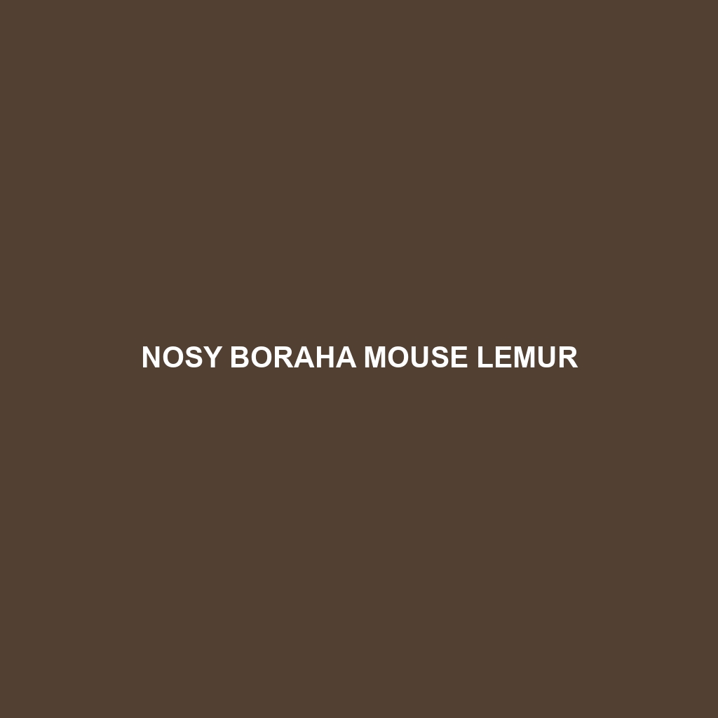 Nosy Boraha Mouse Lemur