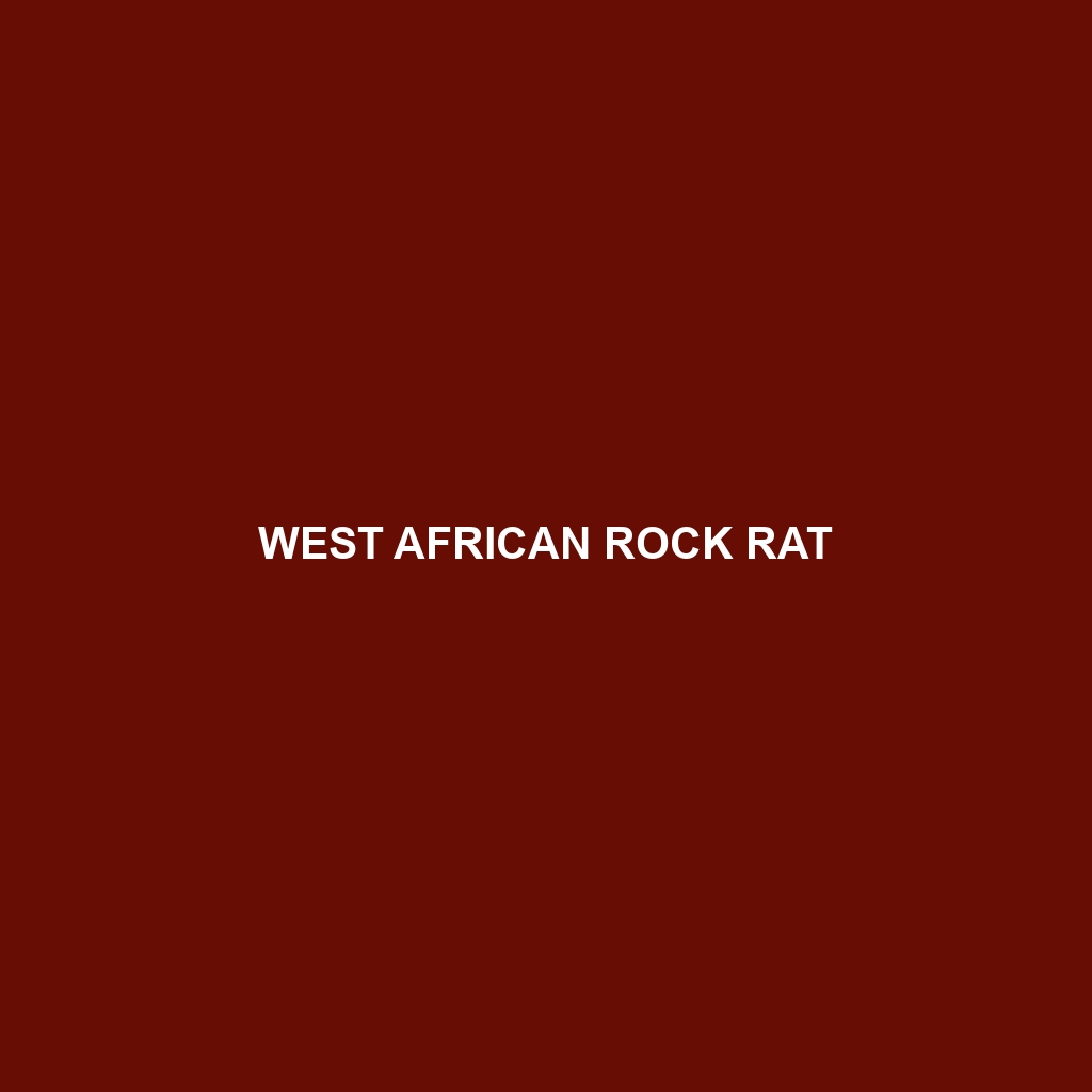 West African Rock Rat