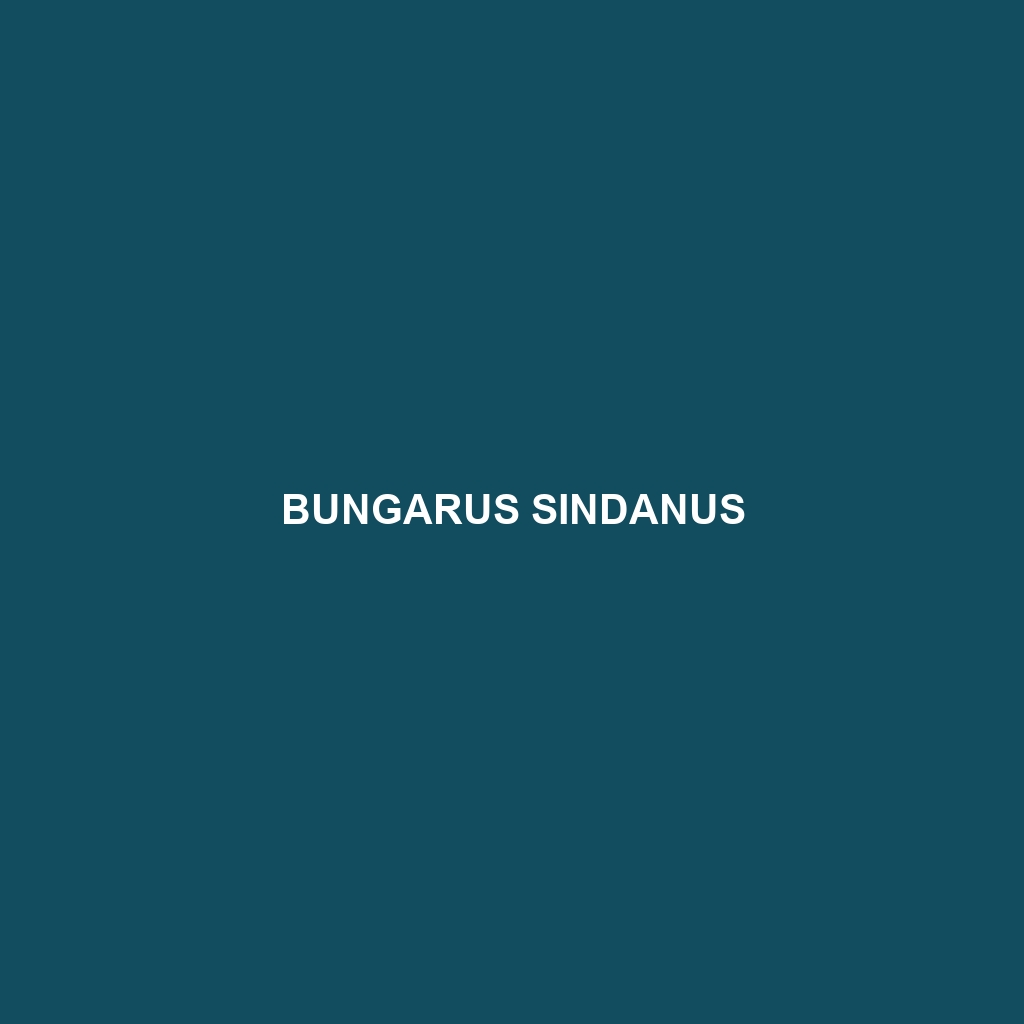 Bungarus sindanus