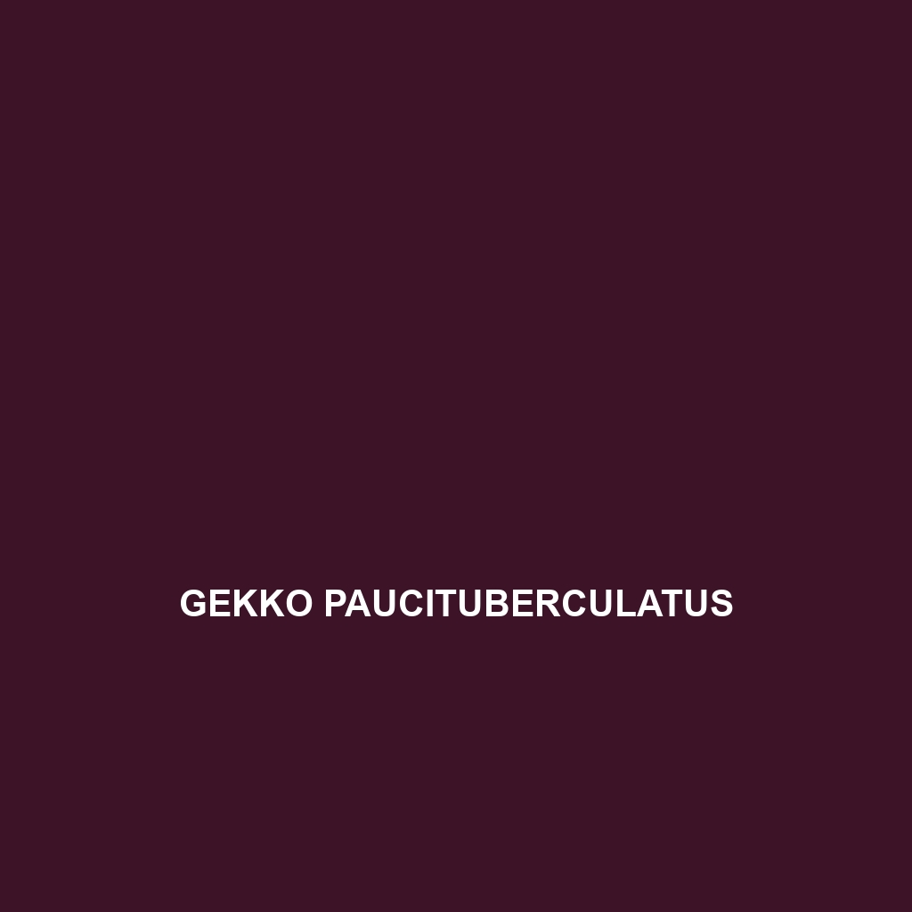 Gekko paucituberculatus