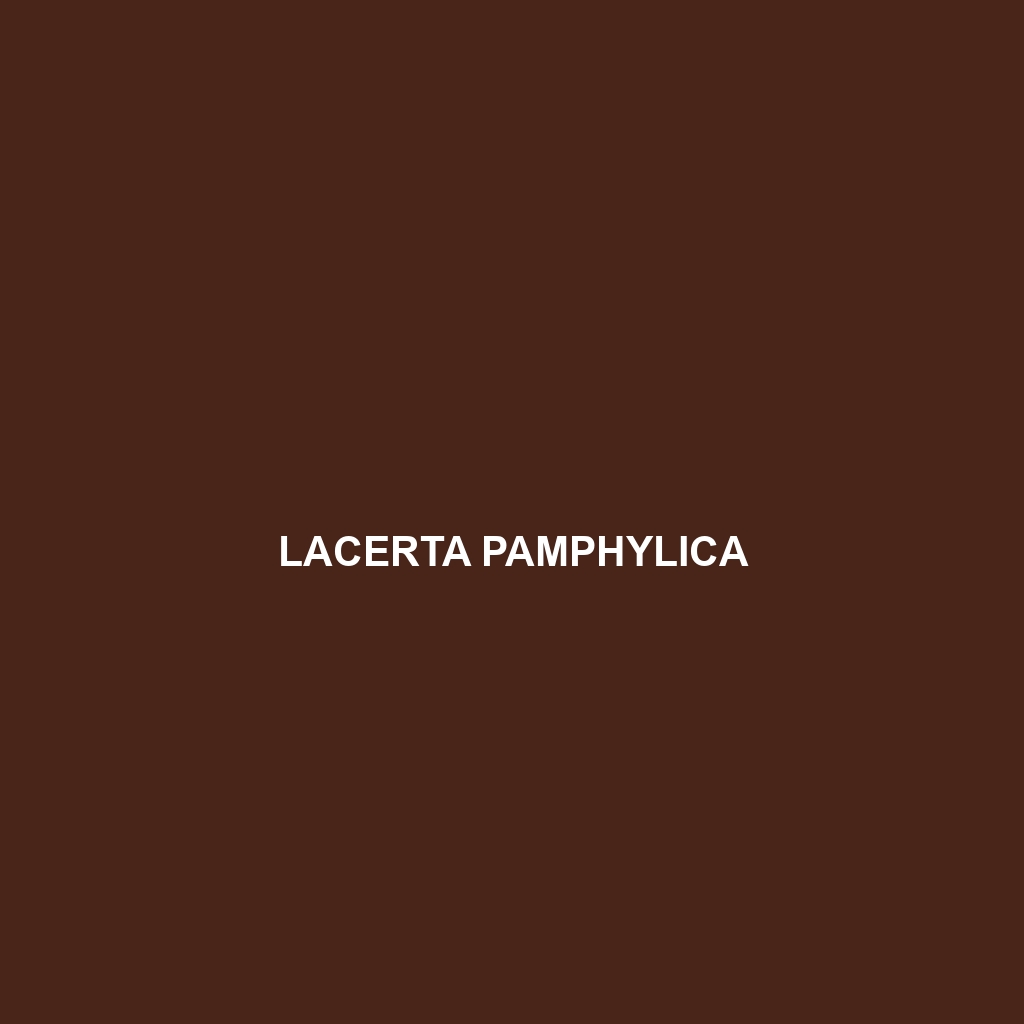 Lacerta pamphylica