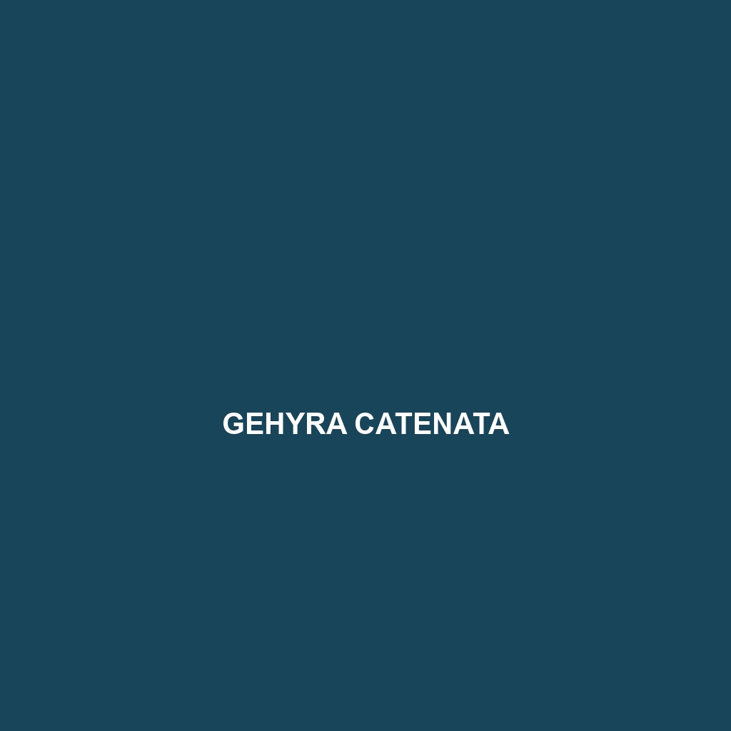 Gehyra catenata