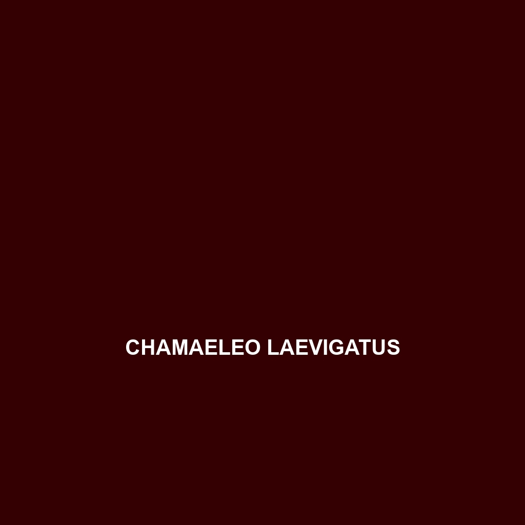 Chamaeleo laevigatus