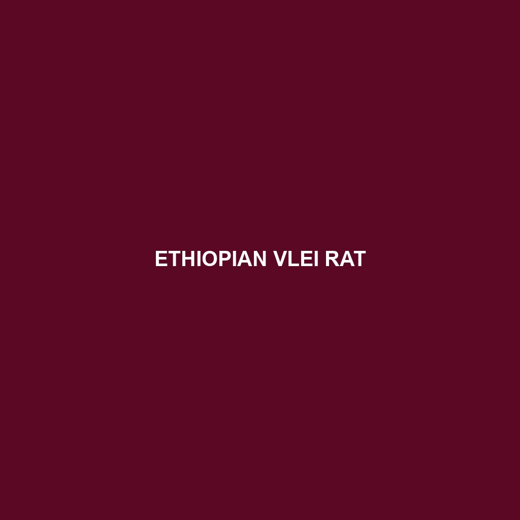 Ethiopian Vlei Rat