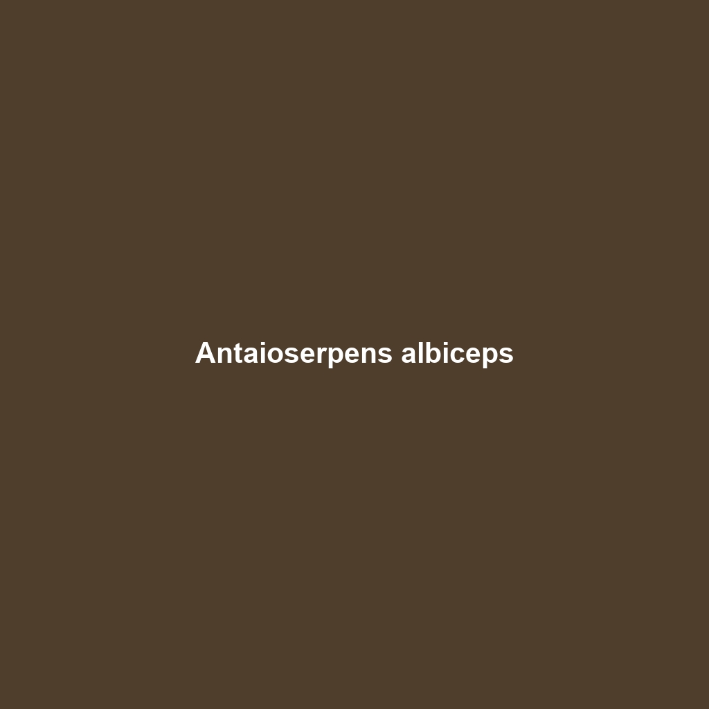 Antaioserpens albiceps