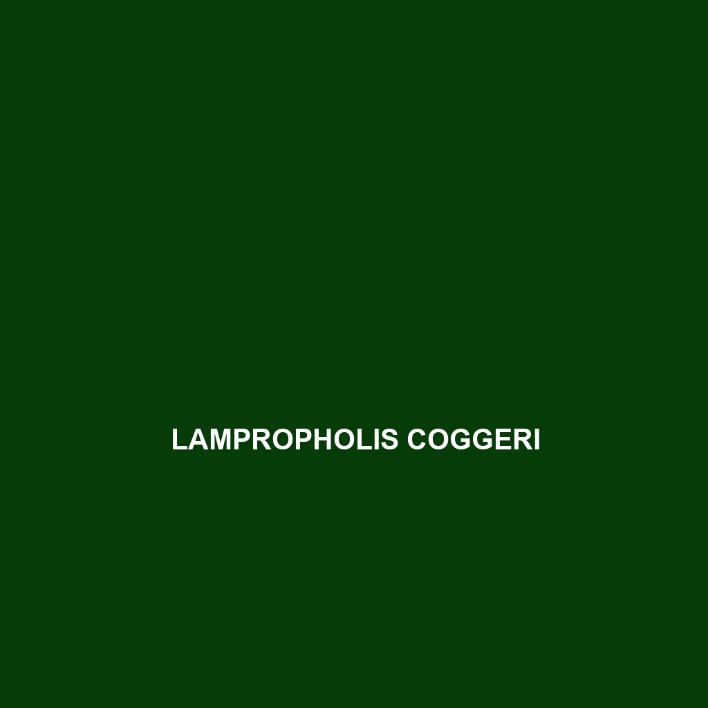 Lampropholis coggeri