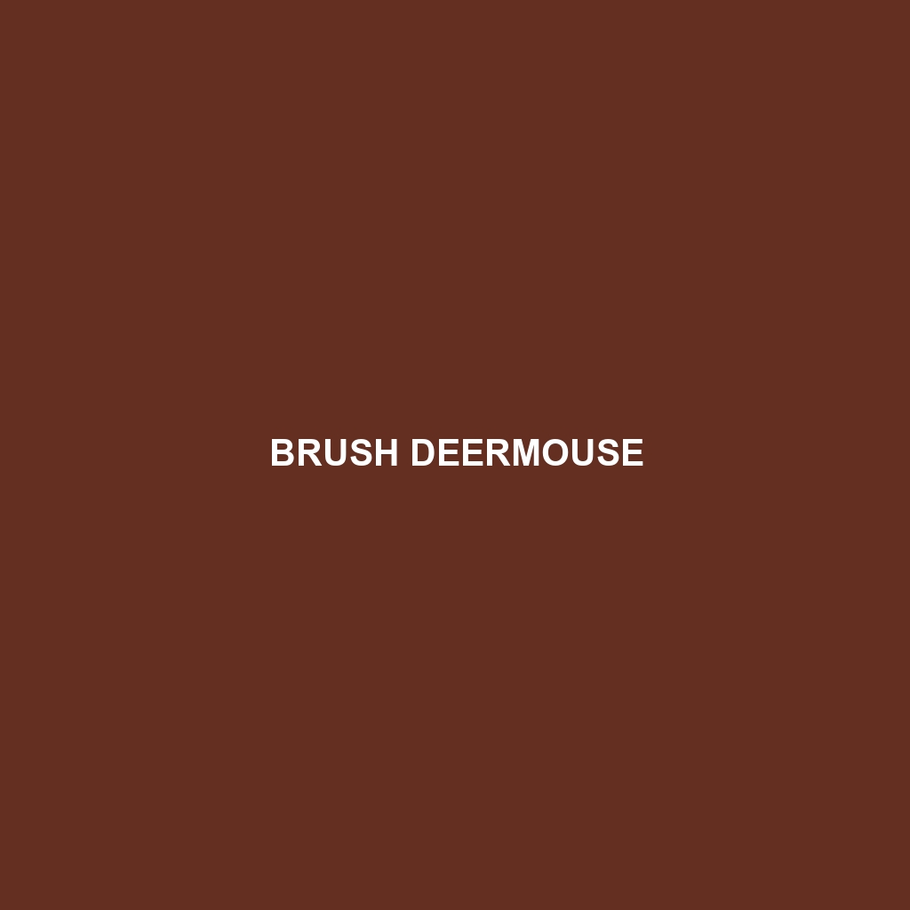 Brush Deermouse