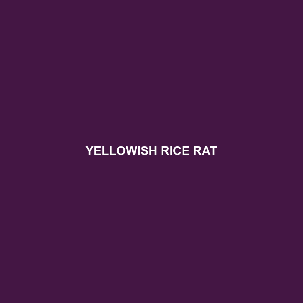 Yellowish Rice Rat