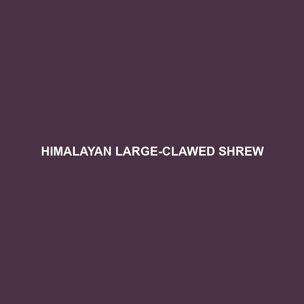 Himalayan Large-clawed Shrew