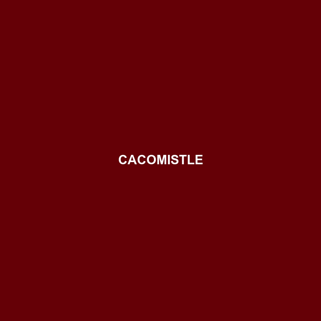 Cacomistle