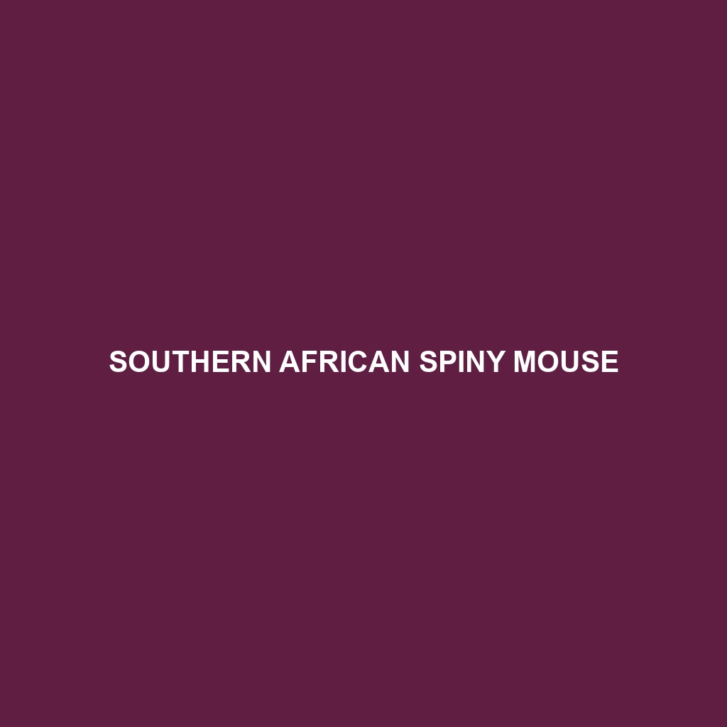 Southern African Spiny Mouse