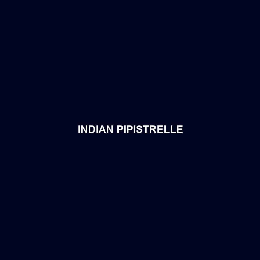 Indian Pipistrelle