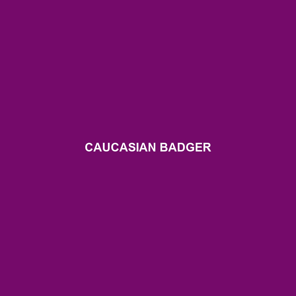 Caucasian Badger