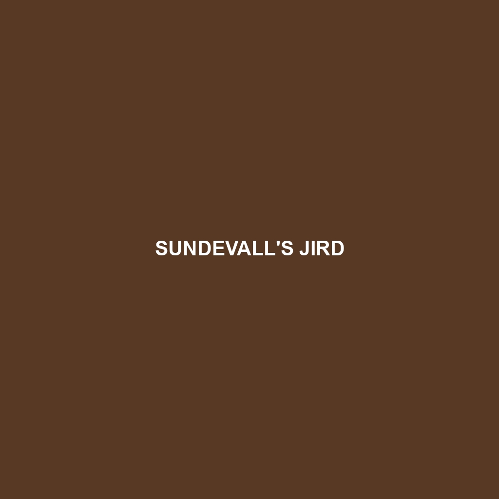 Sundevall's Jird