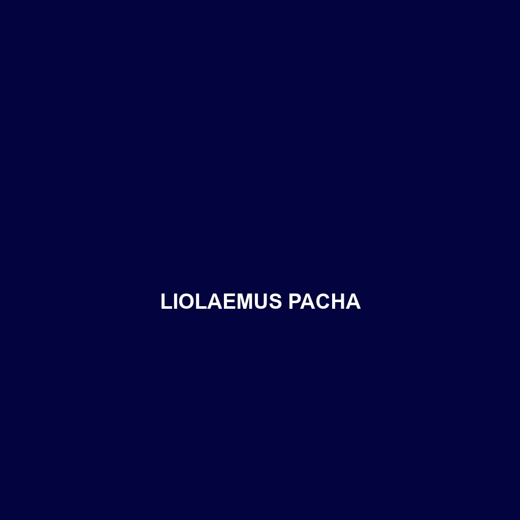 Liolaemus pacha