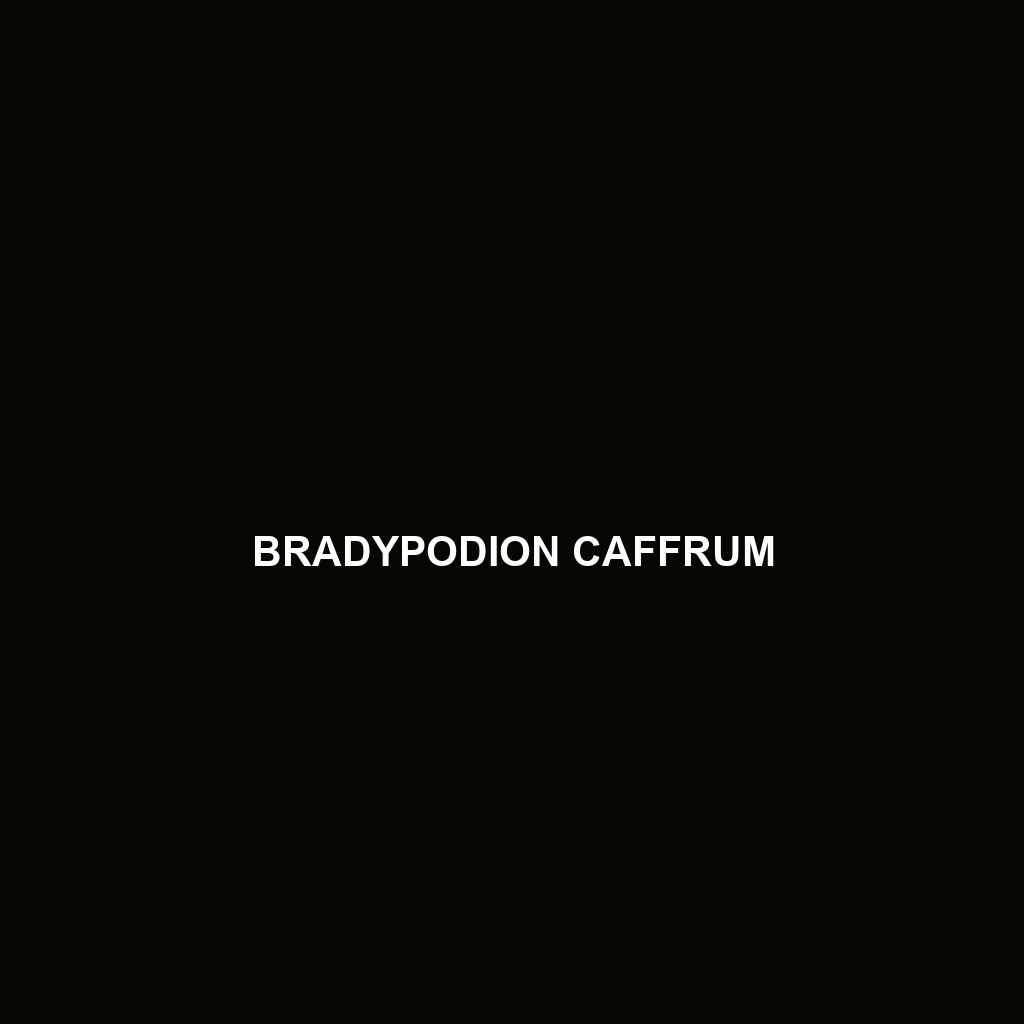 Bradypodion caffrum