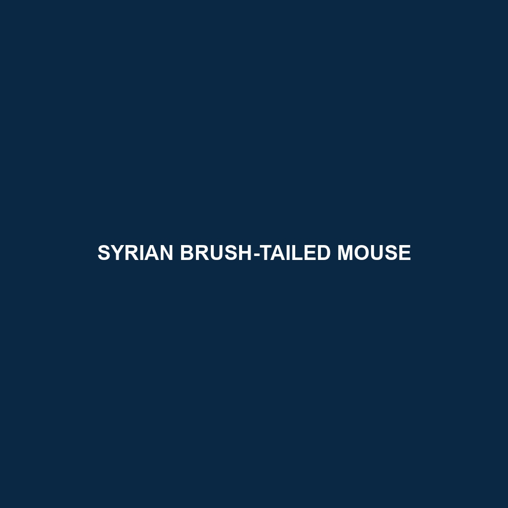 Syrian Brush-tailed Mouse