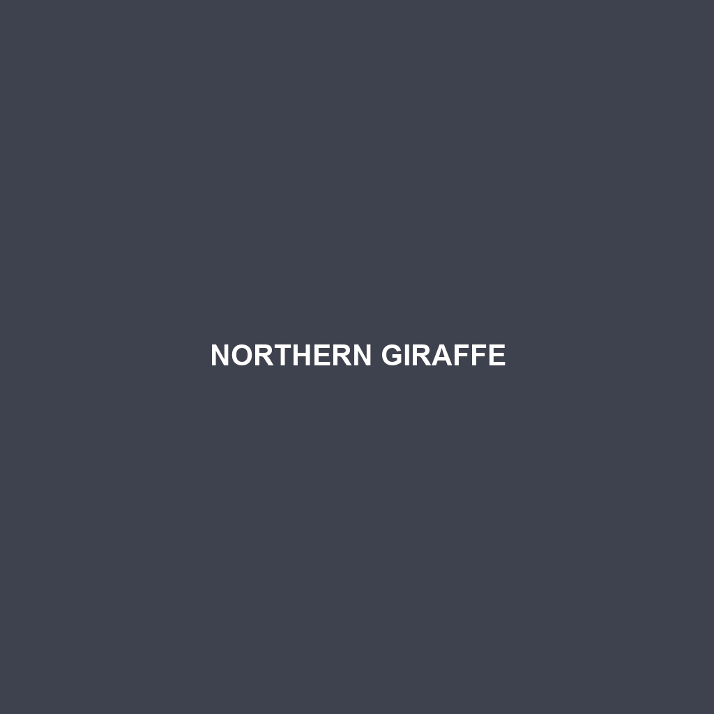 Northern Giraffe