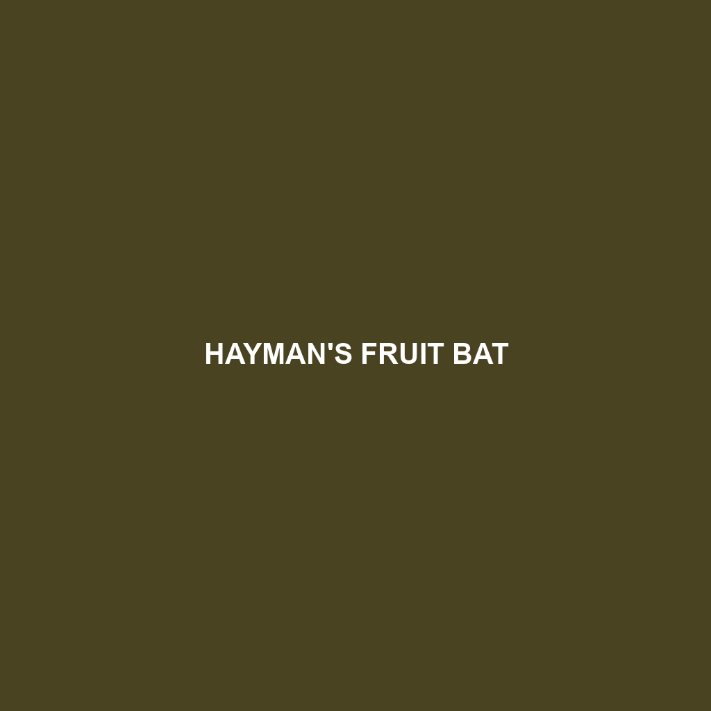 Hayman's Fruit Bat