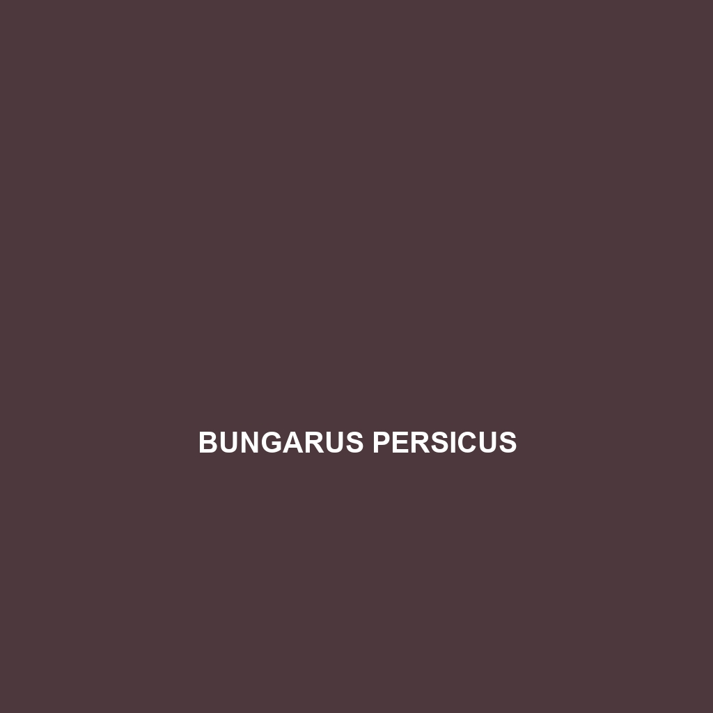 Bungarus persicus