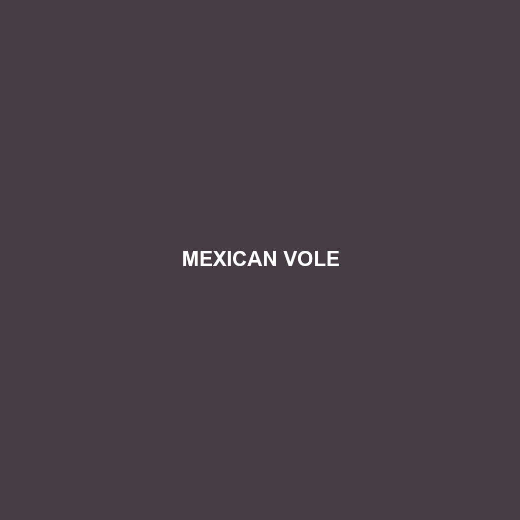 Mexican Vole