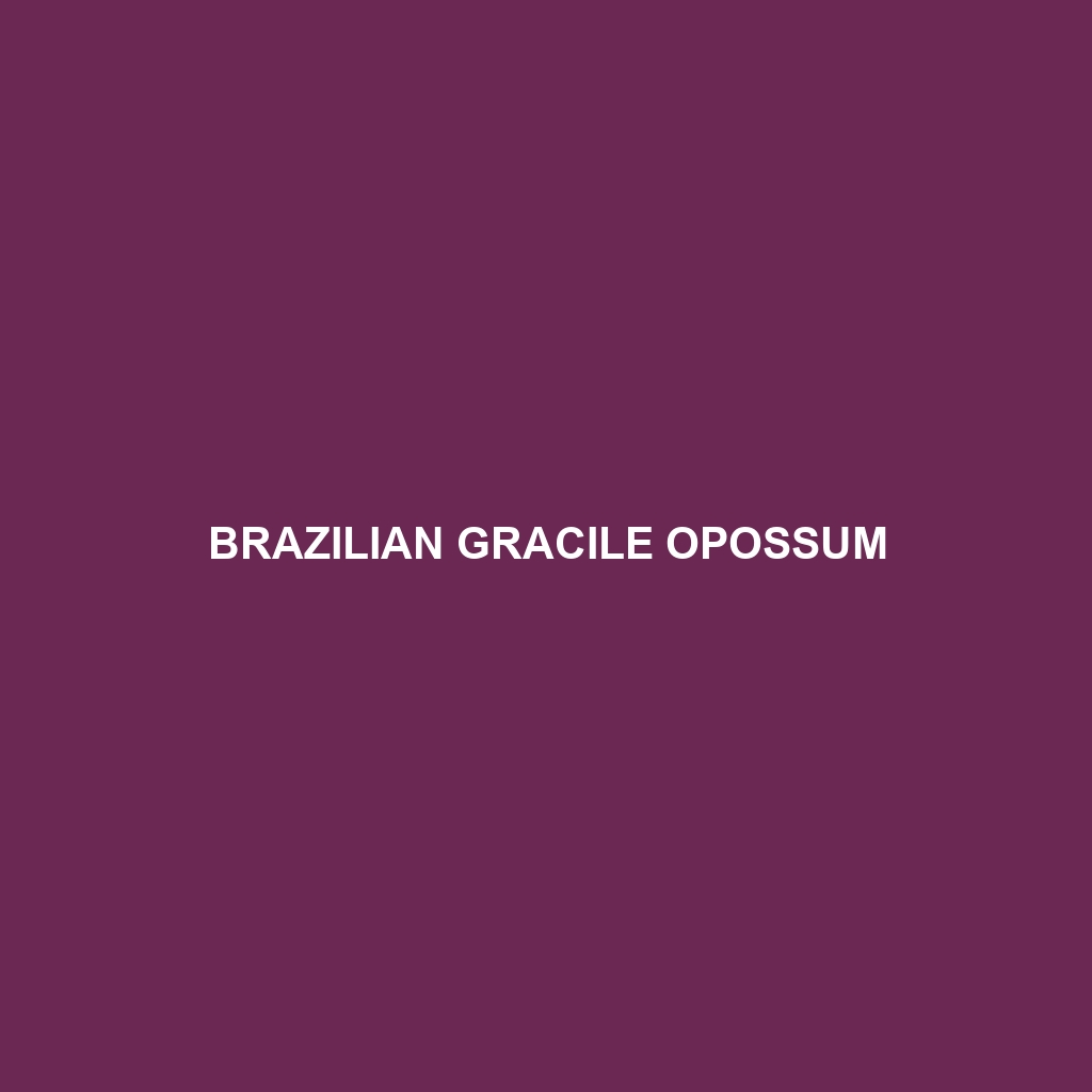 Brazilian Gracile Opossum