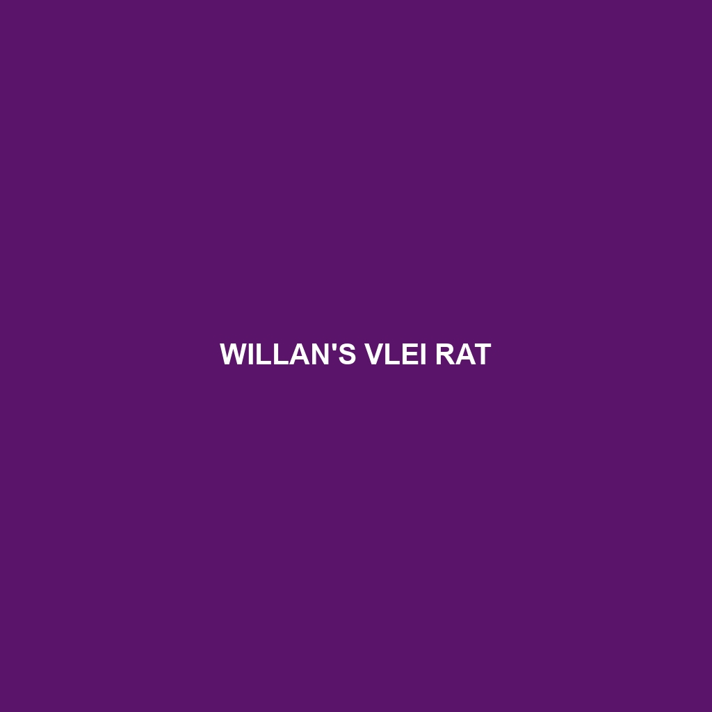 Willan's Vlei Rat