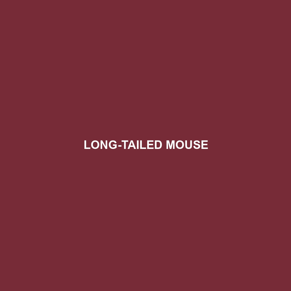 Long-tailed Mouse