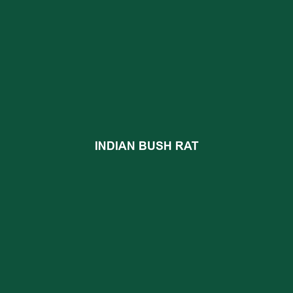 Indian Bush Rat