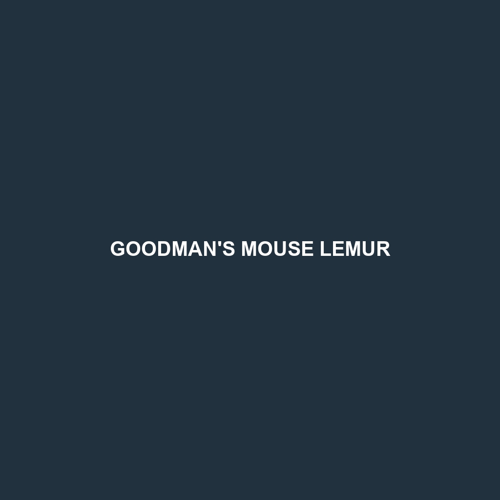 Goodman's Mouse Lemur