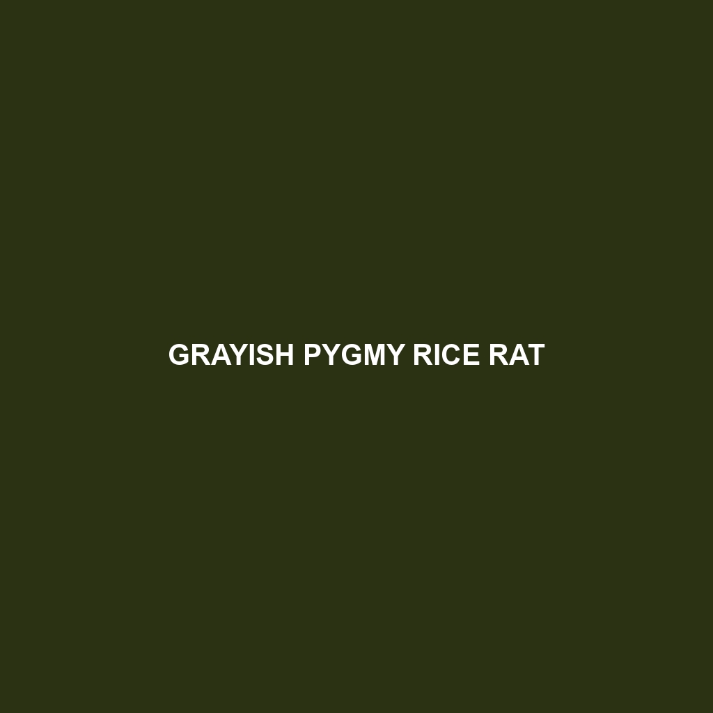 Grayish Pygmy Rice Rat