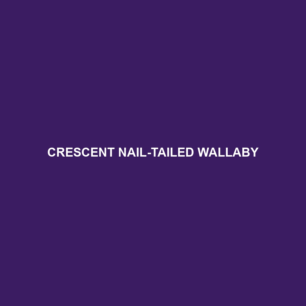 Crescent Nail-tailed Wallaby