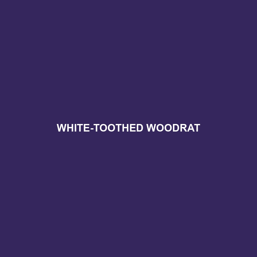 White-toothed Woodrat