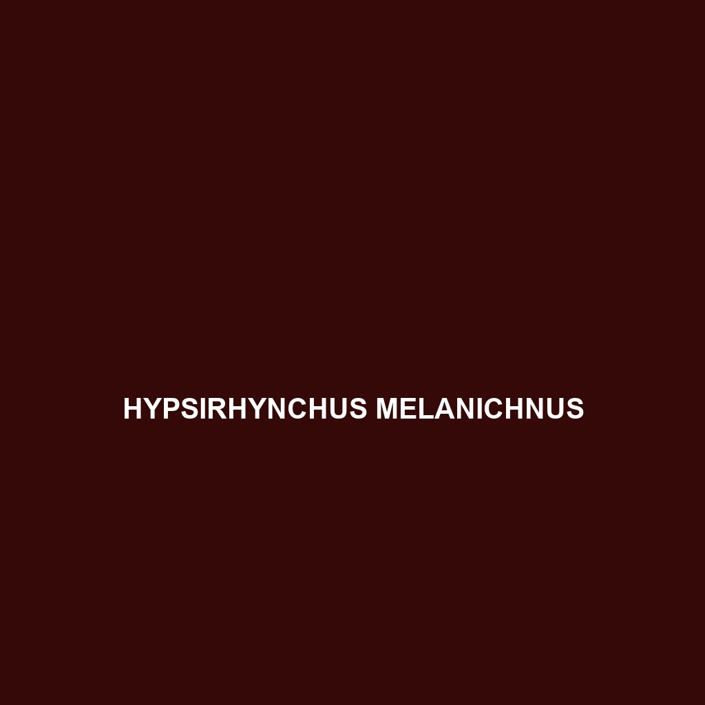 Hypsirhynchus funereus