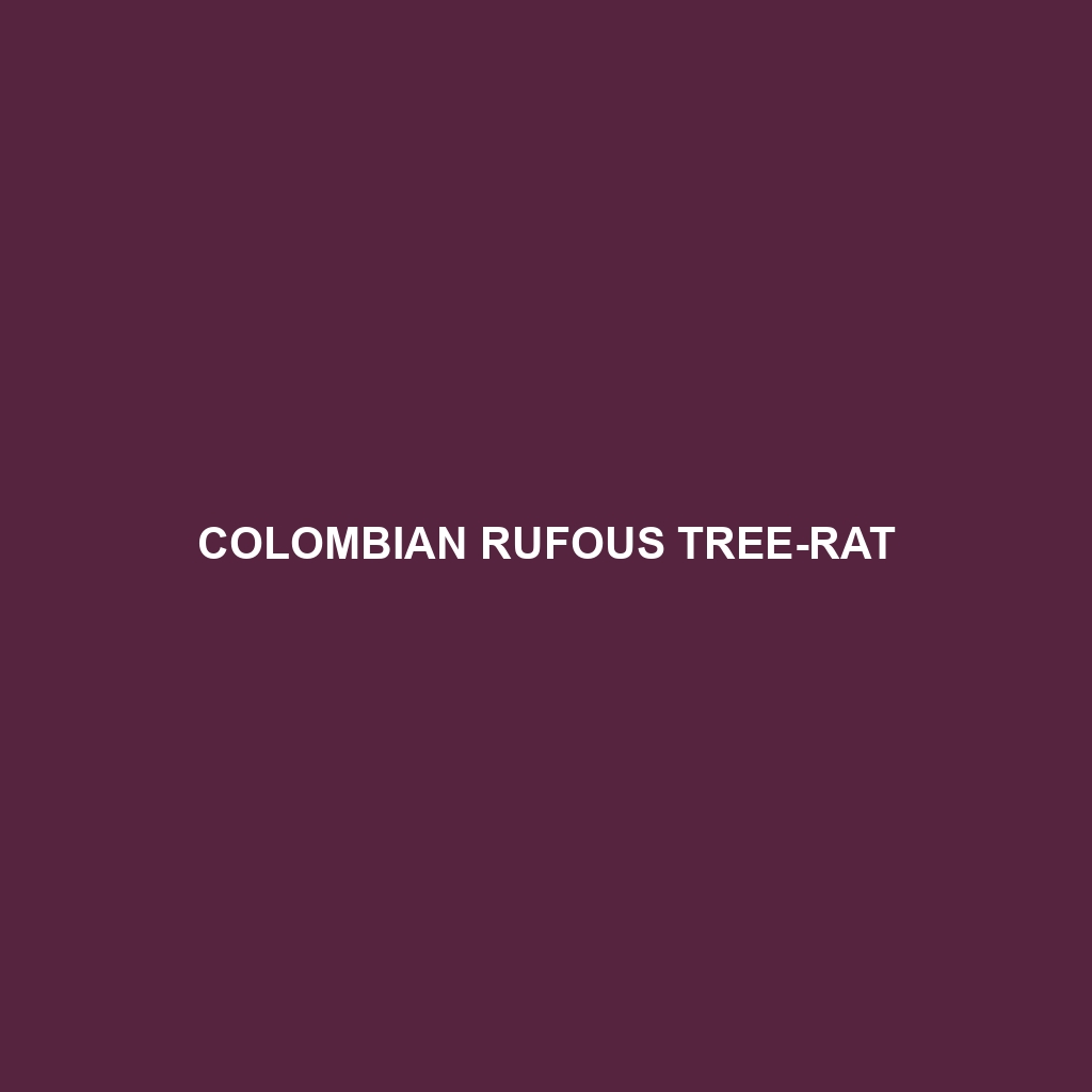 Colombian Rufous Tree-rat