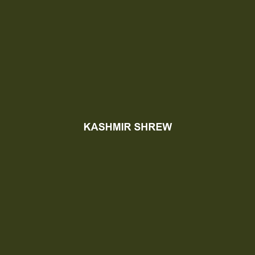 Kashmir Shrew