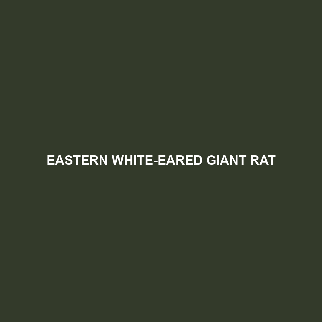 Eastern White-eared Giant Rat