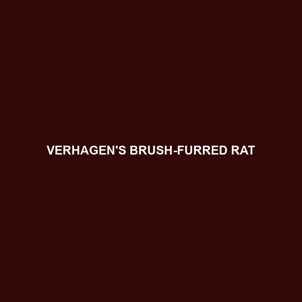 Verhagen's Brush-furred Rat