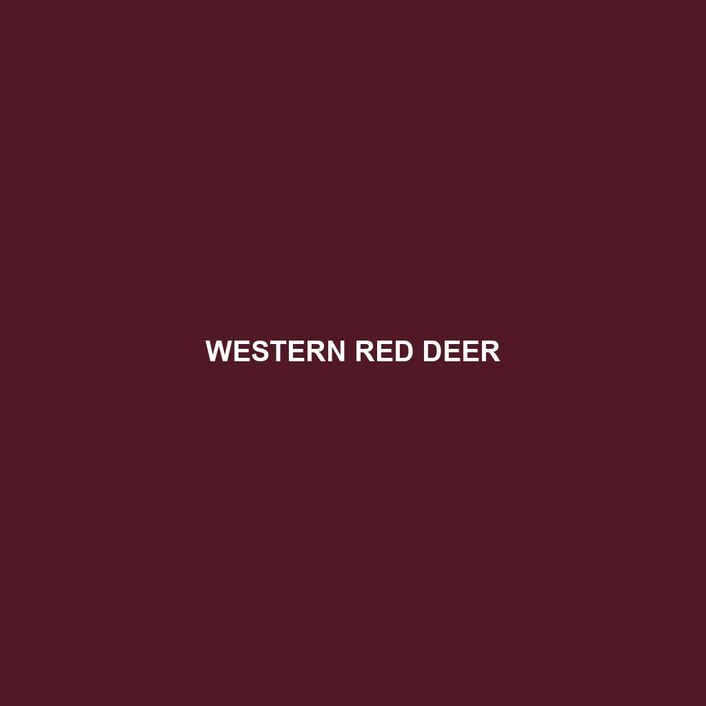 Western Red Deer