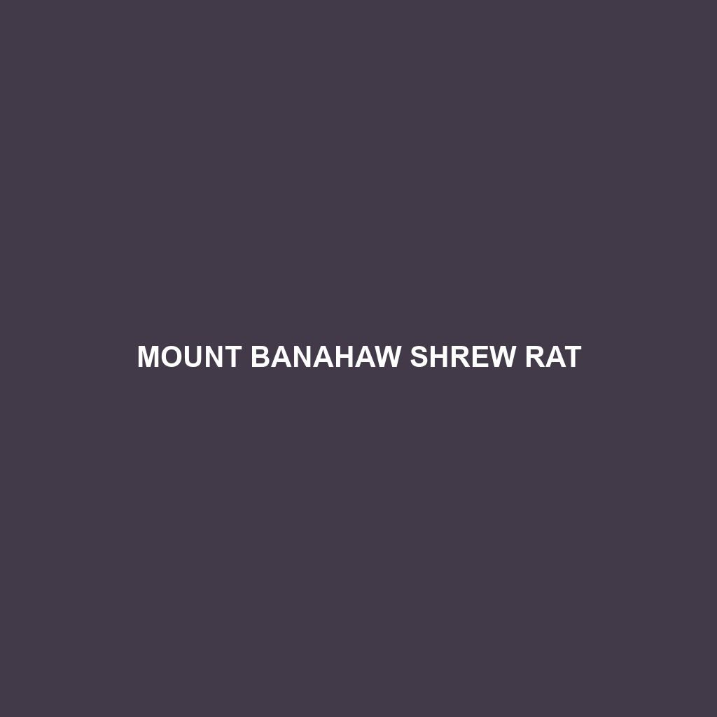 Mount Banahaw Shrew Rat