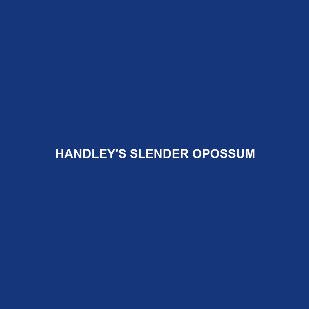 Handley's Slender Opossum