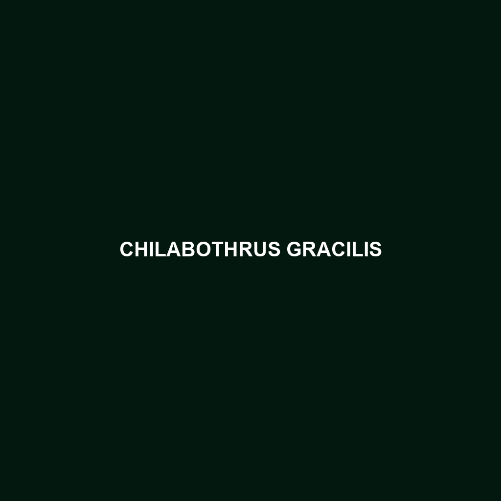 Chilabothrus gracilis