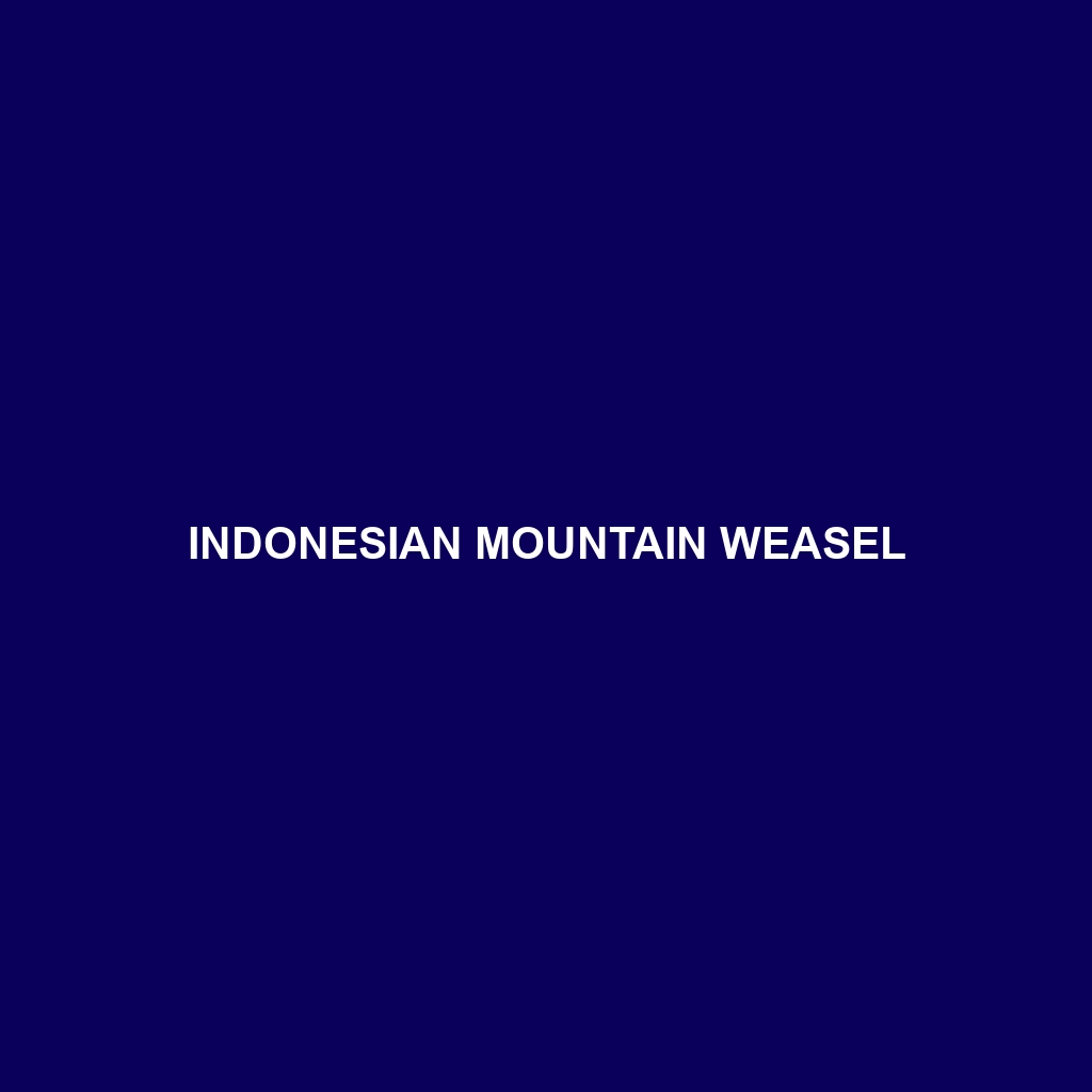 Indonesian Mountain Weasel