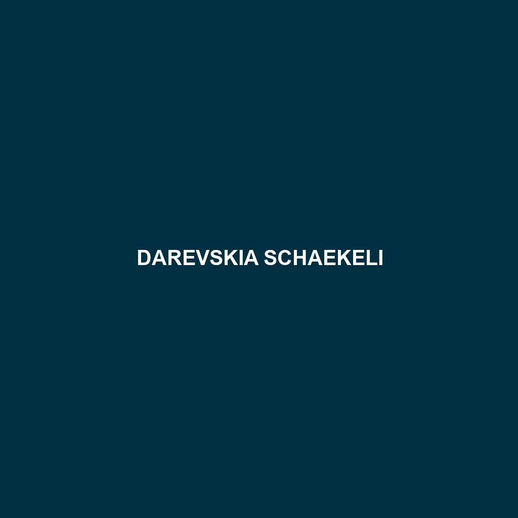 Darevskia schaekeli